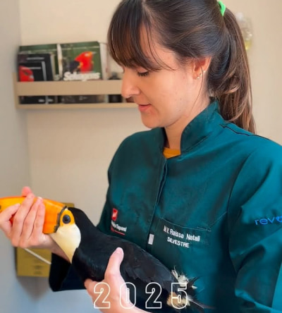arara no hospital veterinario taquaral em campinas sp