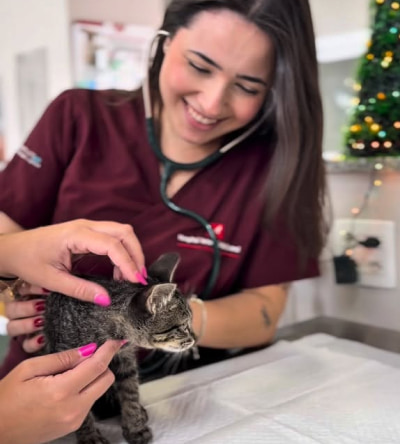 especialista em felino hospital veterinario em campinas sp