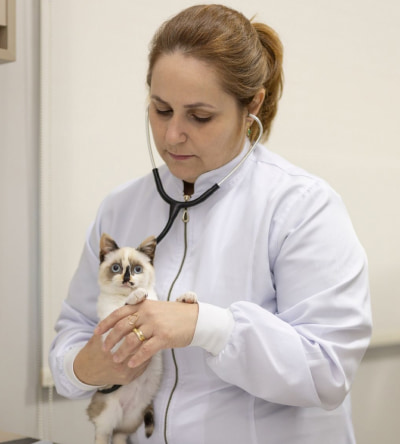 gatinho no hospital veterinario taquaral em campinas sp