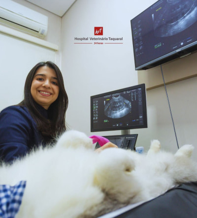 ultrassom no hospital veterinario taquaral em campinas sp